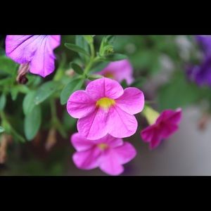 Meet your Posher, Laurenn